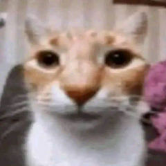 user img